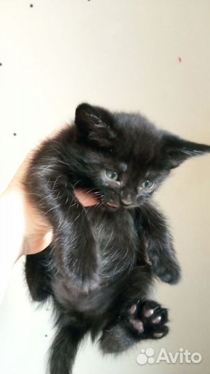 Котята в добрые руки бесплатно