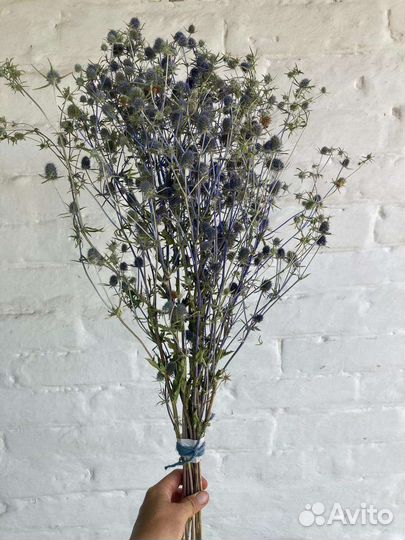 Синеголовник Сухоцвет