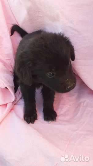 Щенки. Малыши ищут своих мам и пап. Астрахань