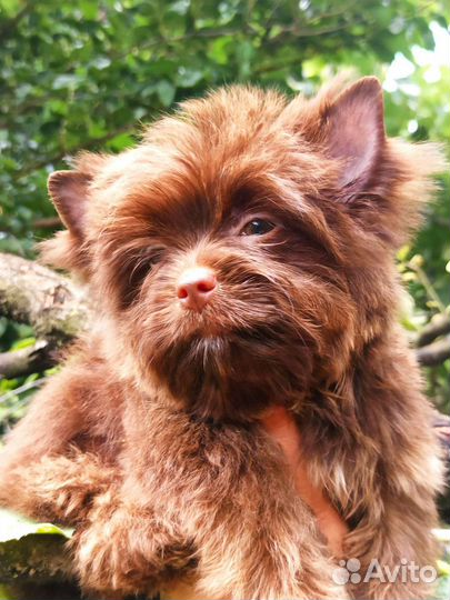 Шоколадный йорк