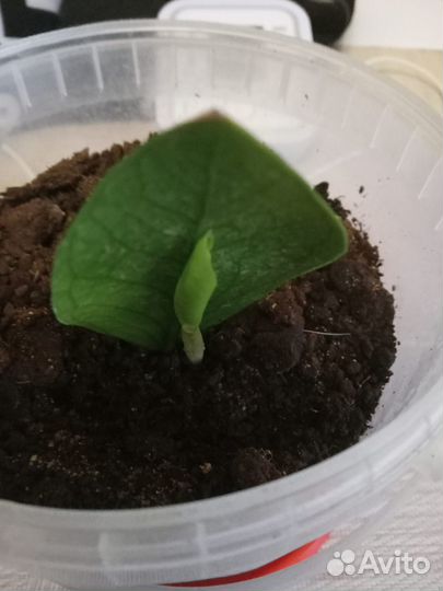 Замиокулькас