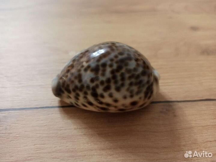 Морская раковина