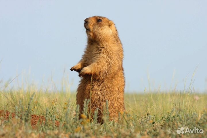 Жир байбака чистый