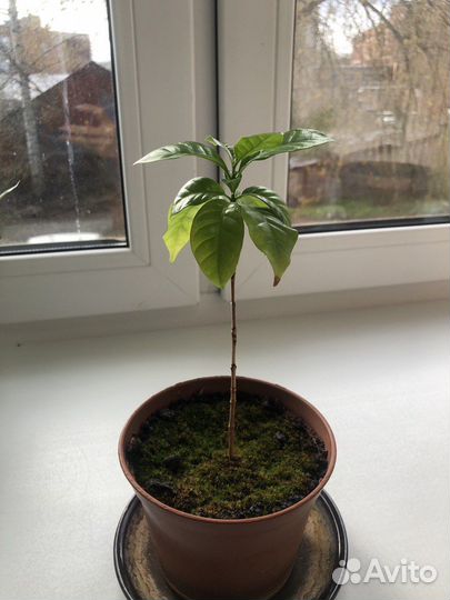 Кофе арабика в горшке