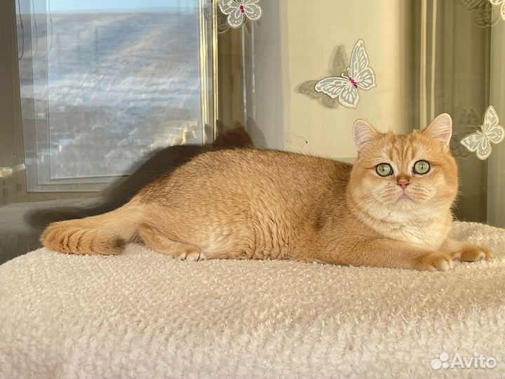 Британский котик