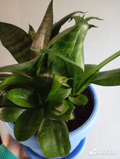 Сансевиерия хана