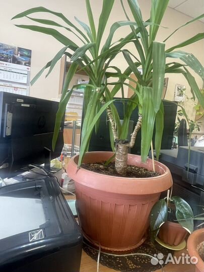 Юкка пальма