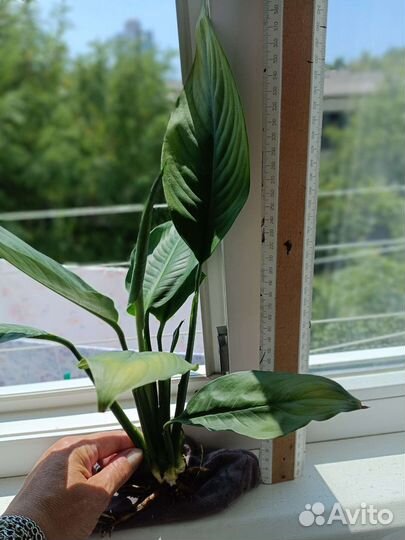 Спатифиллум