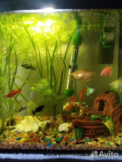 Аквариум с рыбками