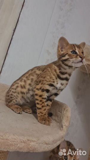 Бенгальский мальчик Ф1