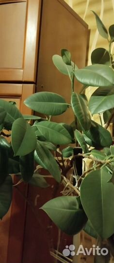 Фикусовое дерево