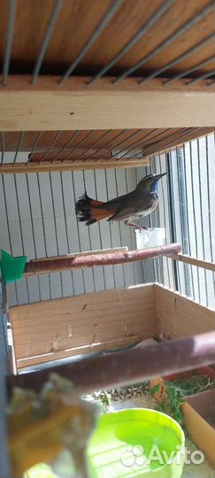 Птицы певчие лесные