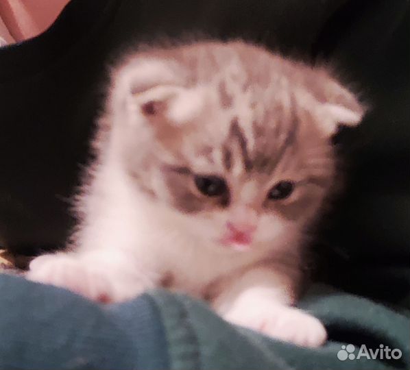 Два котенка, мальчик и девочка