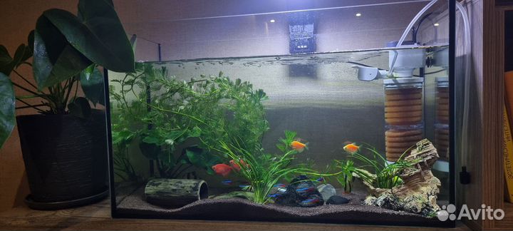 Аквариум с рыбками