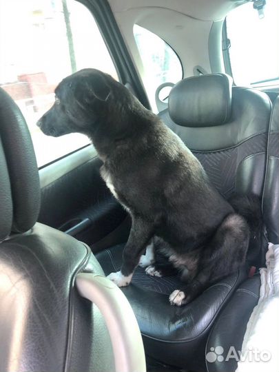 Щенок подрощенный