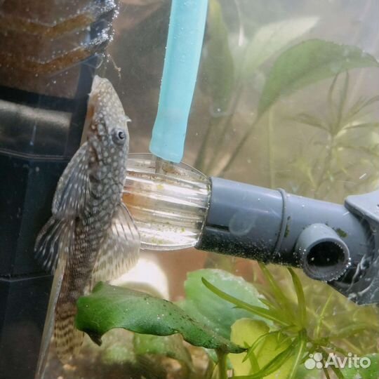 Аквариумные растения и животные