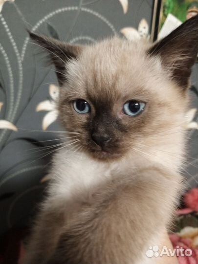 Тайский котик