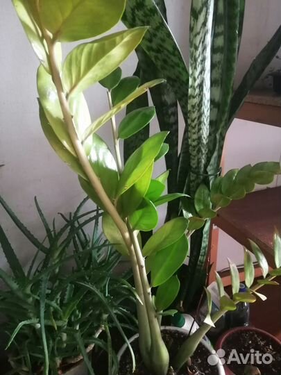 Монстера в подарок сансевиерию