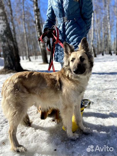 Породистая собака попала в приют