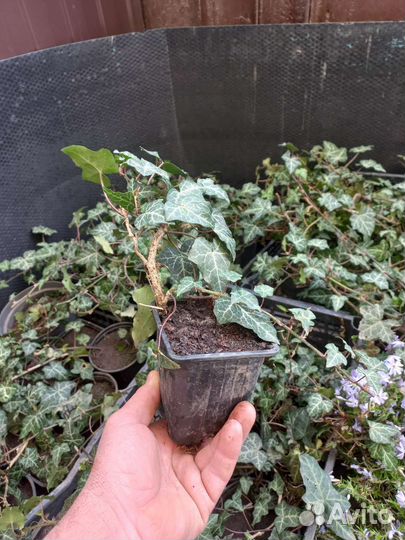 Плющ вечнозеленый