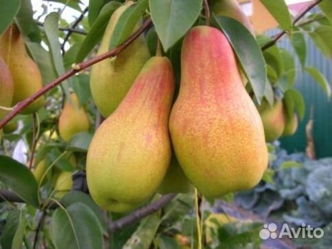 Груша Талгарская красавица