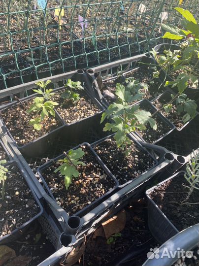 Гибискус сирийский