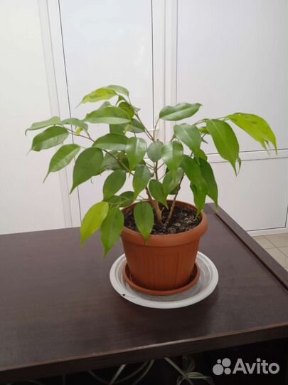 Комнатные растения