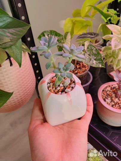 Суккуленты