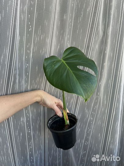 Монстера, фикус