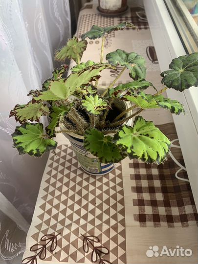 Бегония тигровая