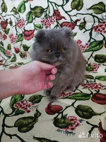 Котик в добрые руки
