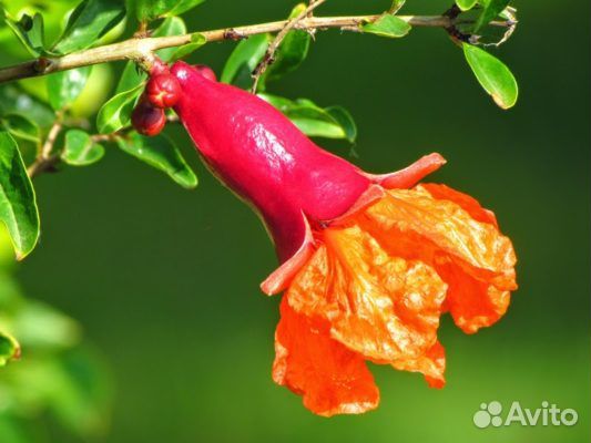 Гранаты, питахайя, пеларгонии, перец острый и др