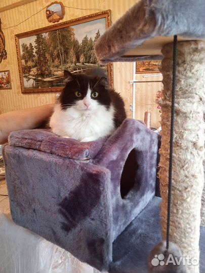 Домик для кошки с когтеточкой бу
