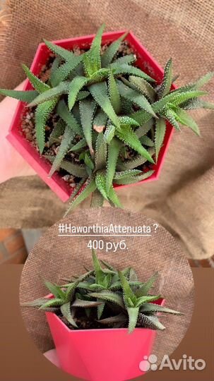 Суккуленты