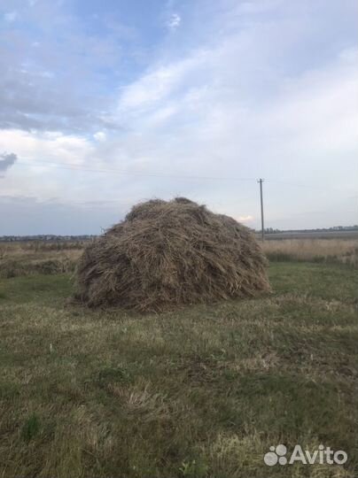 Сено луговое