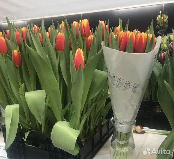 Тюльпаны оптом от производителя