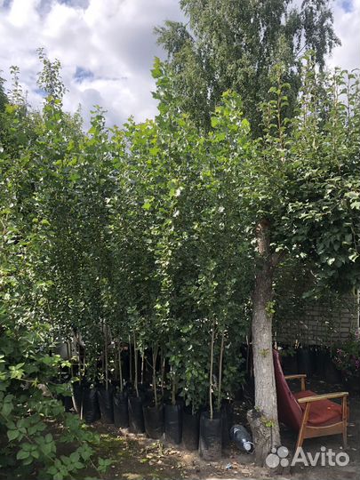 Тополь пирамидальный