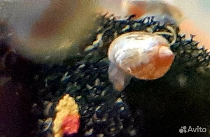 Улитки маленькие