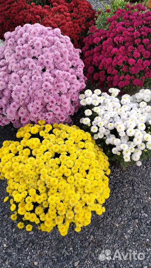 Хризантемы мультифлора/корейская