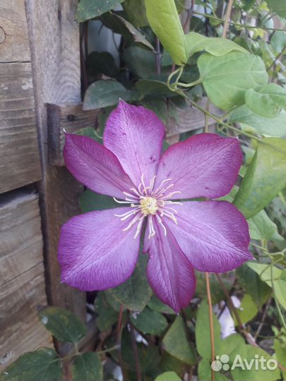 Клематис виль де леон