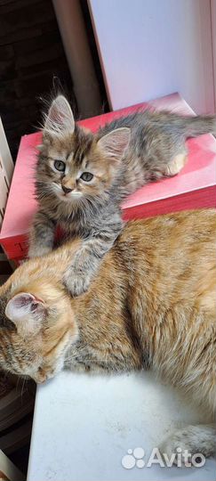 Котёнок девочка