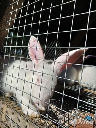 Кролик Чистокровный Хиколь