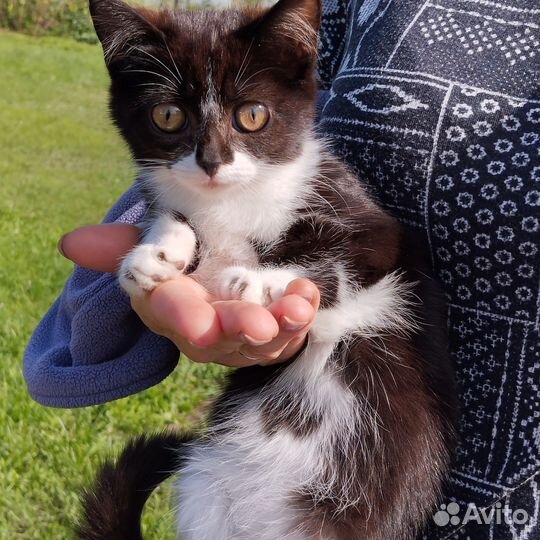 Девчуля -красотуля