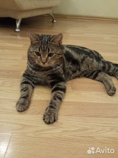 Вязка Британец