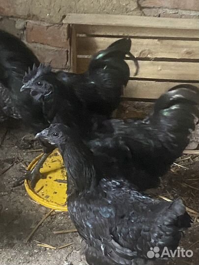 Продам молодых петухов