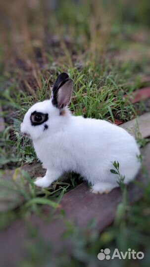 Кролики декоративные привиты
