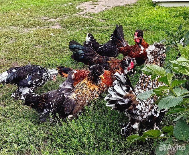 Куры Узбекская бетнамка