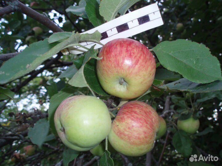 Горец сахалинский, или с.гречиха