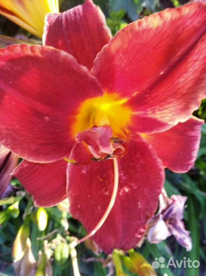 Лилейник,ирисы