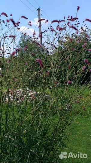 Кровохлебка гигантская